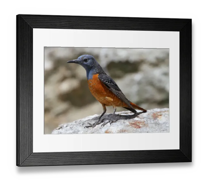 Framed Print : Rufous-tailed Rock Thrush -Monticola saxatilis-, Tyrol, Austria, Europe Framed Print : Rufous-tailed Rock Thrush -Monticola saxatilis-, Tyrol, Austria, Europe