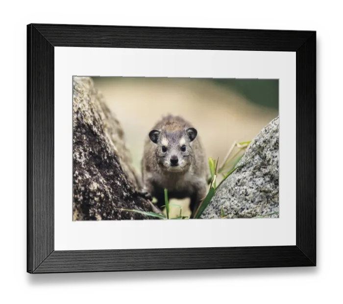 Framed Print : Yellow-spotted rock hyrax or Bush hyrax -Heterohyrax brucei-, Serengeti, Tanzania, East Africa, Africa Framed Print : Yellow-spotted rock hyrax or Bush hyrax -Heterohyrax brucei-, Serengeti, Tanzania, East Africa, Africa