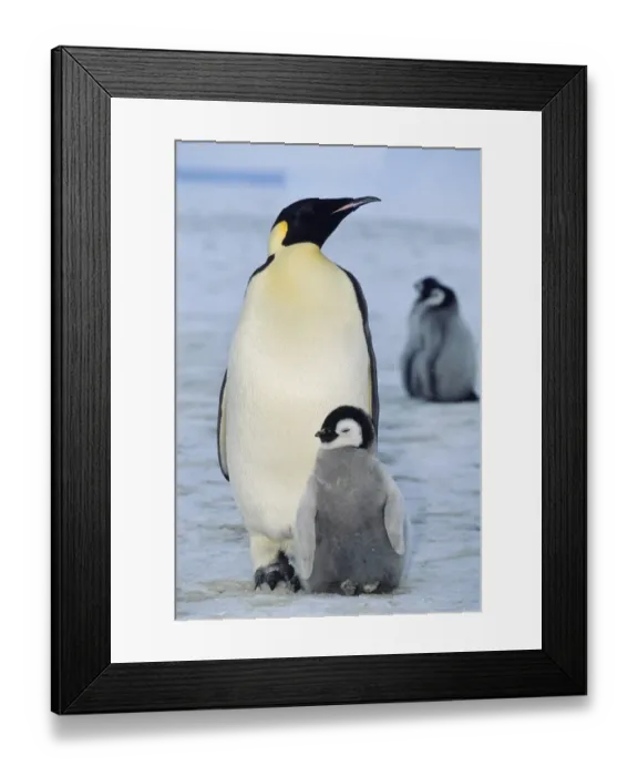 Framed Print : Emperor penguin -Aptenodytes forsteri- with chicks, shelf ice, ice shelf, Weddell Sea, Antarctica Framed Print : Emperor penguin -Aptenodytes forsteri- with chicks, shelf ice, ice shelf, Weddell Sea, Antarctica