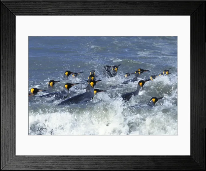 Framed Print : King penguins -Aptenodytes patagonicus-, swimming, South Georgia, Subantarctic, Antarctic Framed Print : King penguins -Aptenodytes patagonicus-, swimming, South Georgia, Subantarctic, Antarctic