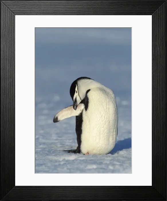 Framed Print : Chinstrap penguin -Pygoscelis antarctica-, preening, Antarctica Framed Print : Chinstrap penguin -Pygoscelis antarctica-, preening, Antarctica