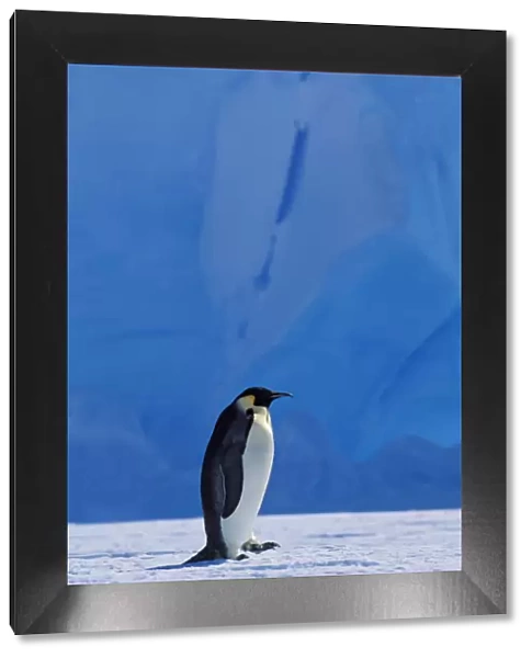 Emperor penguin -Aptenodytes forsteri- walking in front of an iceberg, Weddell Sea, Antarctica