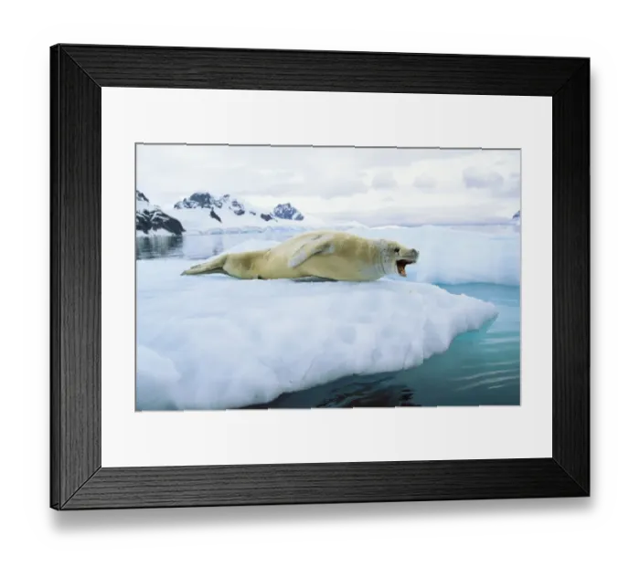 Framed Print : Crabeater seal -Lobodon carcinophagus-, Paradise Bay, Graham Land, Antarctic Peninsula, Antarctica Framed Print : Crabeater seal -Lobodon carcinophagus-, Paradise Bay, Graham Land, Antarctic Peninsula, Antarctica