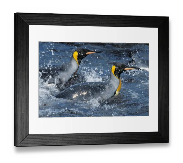 Framed Print : King Penguins -Aptenodytes patagonicus- swimming, South Georgia, South Atlantic, Antarctica Framed Print : King Penguins -Aptenodytes patagonicus- swimming, South Georgia, South Atlantic, Antarctica