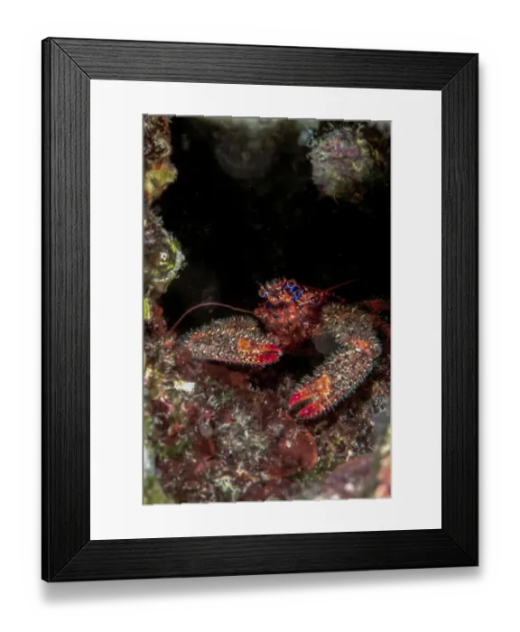 Framed Print : Colorful squat lobster -Galathea strigosa-, Mediterranean Sea, Croatia Framed Print : Colorful squat lobster -Galathea strigosa-, Mediterranean Sea, Croatia