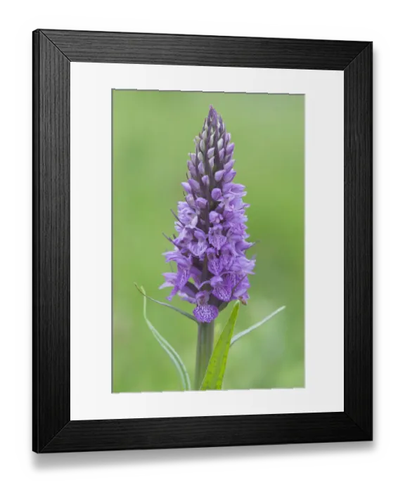Framed Print : Heath Spotted Orchid or Moorland Spotted Orchid -Dactylorhiza maculata-