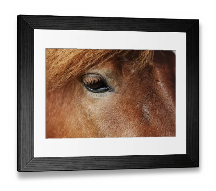 Framed Print : Icelandic horse, detail view of the eye, southern Iceland, Iceland, Europe Framed Print : Icelandic horse, detail view of the eye, southern Iceland, Iceland, Europe