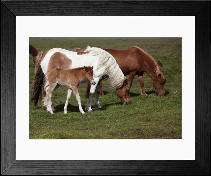 Framed Print : Icelandic horses with foals, southern Iceland, Iceland, Europe Framed Print : Icelandic horses with foals, southern Iceland, Iceland, Europe