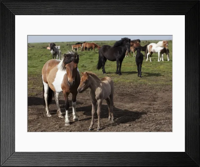 Framed Print : Icelandic horses with foals, southern Iceland, Iceland, Europe Framed Print : Icelandic horses with foals, southern Iceland, Iceland, Europe