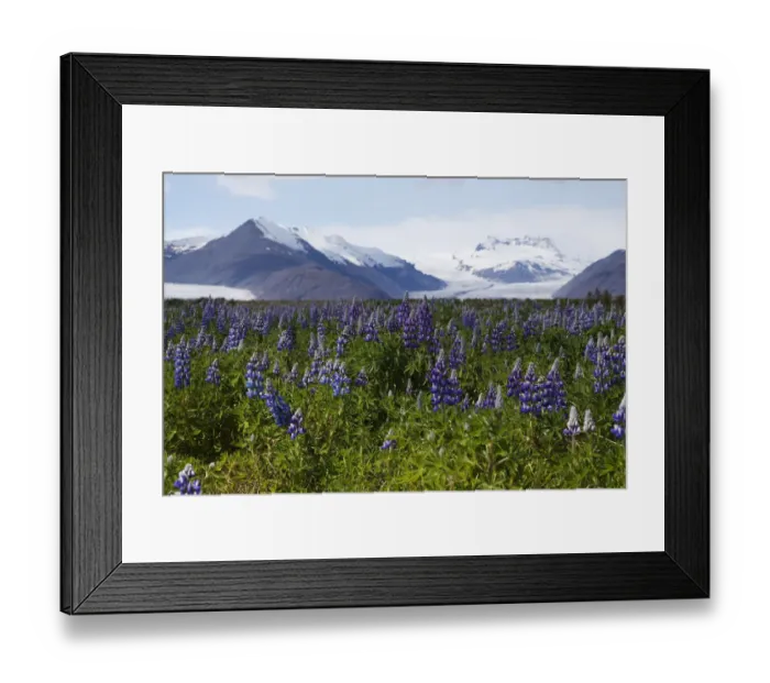 Framed Print : Lupins growing in front of the Vatnajoekull or Vatna Gladier, Hoefn, eastern Iceland, Iceland, Europe Framed Print : Lupins growing in front of the Vatnajoekull or Vatna Gladier, Hoefn, eastern Iceland, Iceland, Europe