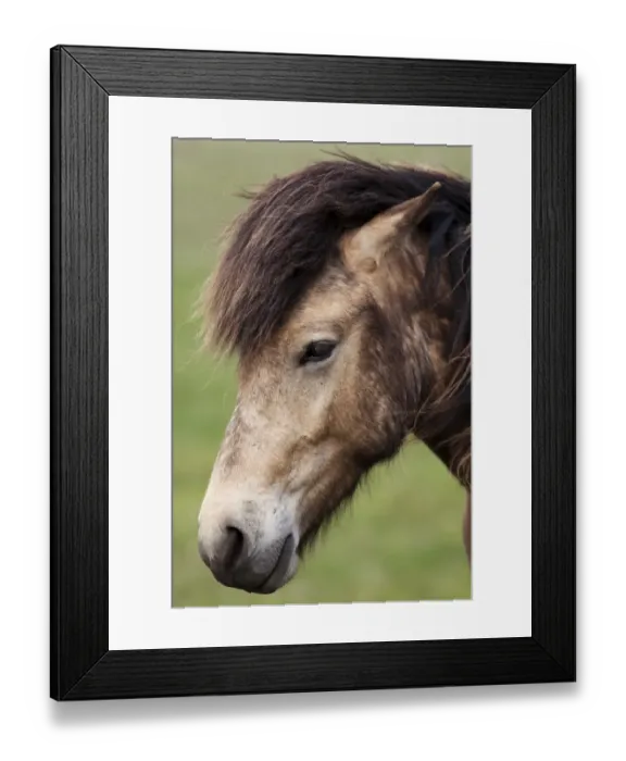 Framed Print : Icelandic horse, portrait, South Iceland, Iceland, Europe Framed Print : Icelandic horse, portrait, South Iceland, Iceland, Europe