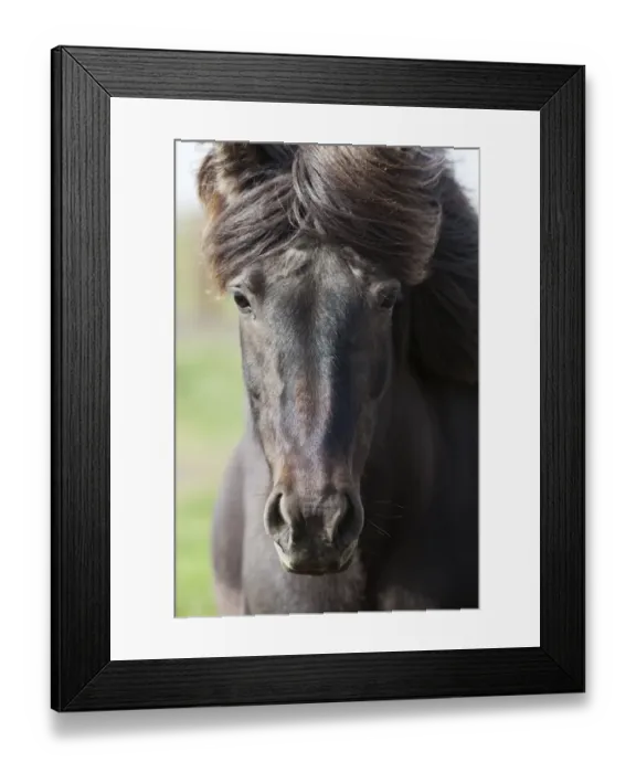 Framed Print : Icelandic horse, portrait, South Iceland, Iceland, Europe Framed Print : Icelandic horse, portrait, South Iceland, Iceland, Europe