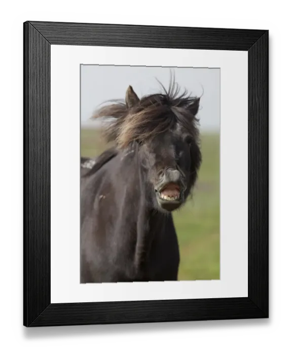 Framed Print : Icelandic horse flehming, portrait, South Iceland, Iceland, Europe Framed Print : Icelandic horse flehming, portrait, South Iceland, Iceland, Europe