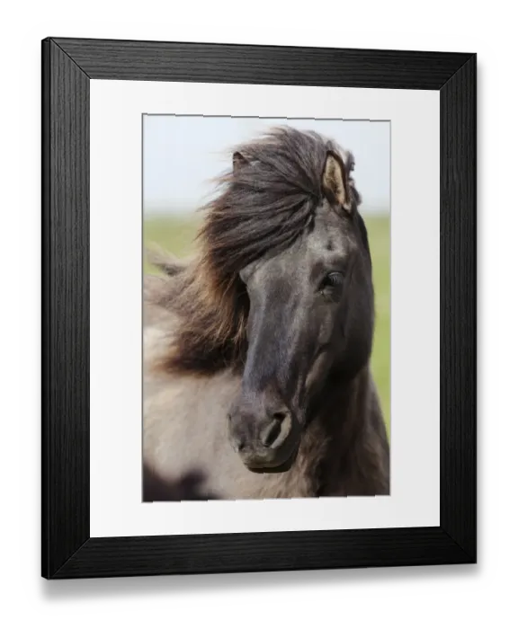 Framed Print : Icelandic horse, portrait, South Iceland, Iceland, Europe Framed Print : Icelandic horse, portrait, South Iceland, Iceland, Europe