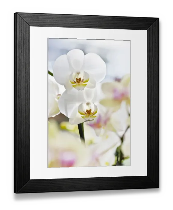 Framed Print : Orchids -Phalaenopsis- Framed Print : Orchids -Phalaenopsis-