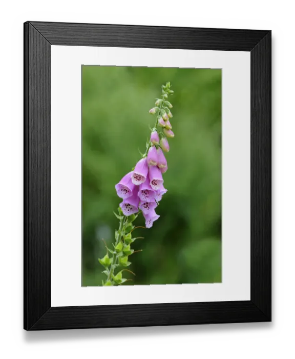 Framed Print : Purple Foxglove -Digitalis purpurea-, Europe Framed Print : Purple Foxglove -Digitalis purpurea-, Europe