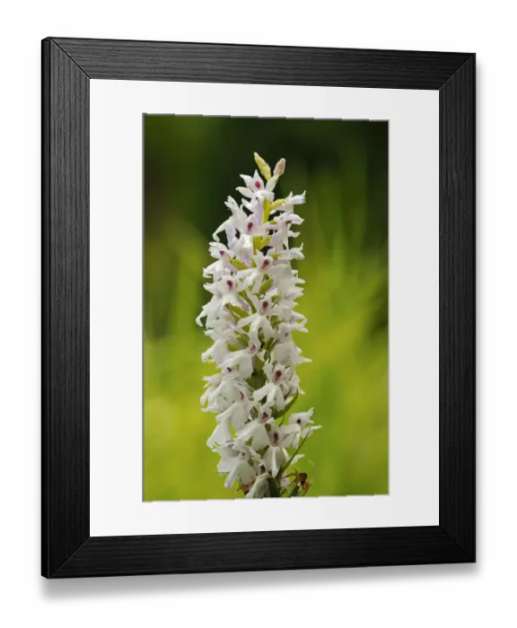 Framed Print : Early Marsh Orchid -Dactylorhiza incarnata Albino-, albino variant, Europe Framed Print : Early Marsh Orchid -Dactylorhiza incarnata Albino-, albino variant, Europe