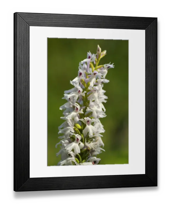 Framed Print : Early Marsh Orchid -Dactylorhiza incarnata Albino-, albino variant, Europe Framed Print : Early Marsh Orchid -Dactylorhiza incarnata Albino-, albino variant, Europe