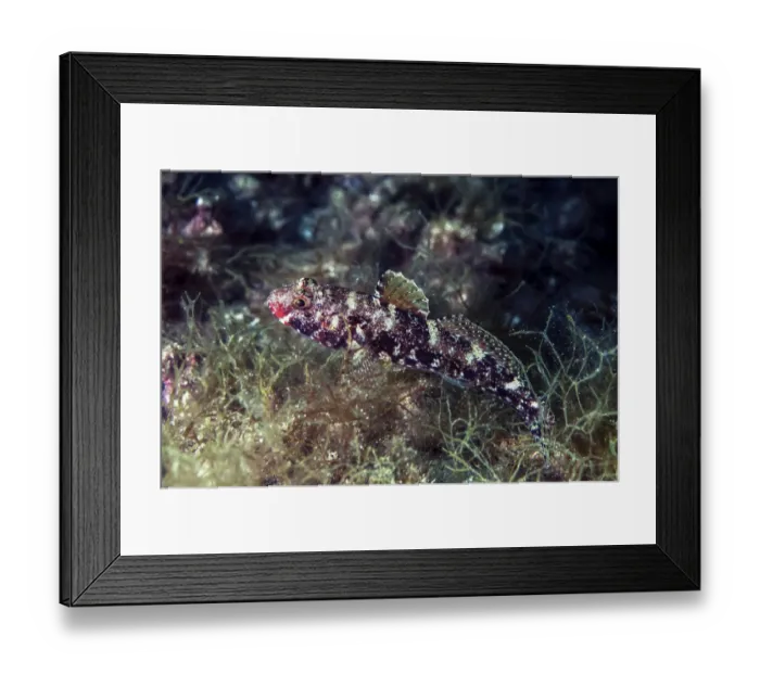 Framed Print : Red-mouthed goby -Gobius cruentatus-, Mediterranean Sea, Croatia Framed Print : Red-mouthed goby -Gobius cruentatus-, Mediterranean Sea, Croatia