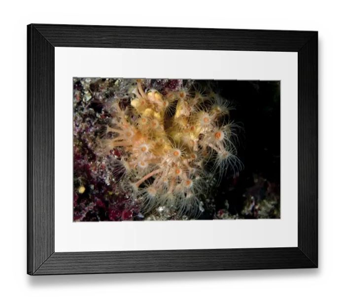 Framed Print : Yellow Cluster Anemon -Parazoanthus axinellae-, Mediterranean Sea, Istria, Croatia Framed Print : Yellow Cluster Anemon -Parazoanthus axinellae-, Mediterranean Sea, Istria, Croatia