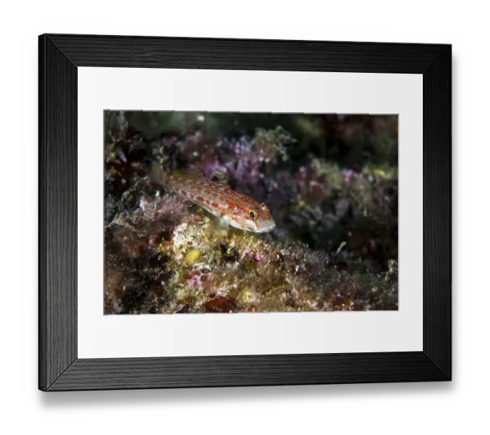 Framed Print : Kolombatovic goby -Gobius kolombatovici-, Mediterranean Sea, Croatia Framed Print : Kolombatovic goby -Gobius kolombatovici-, Mediterranean Sea, Croatia