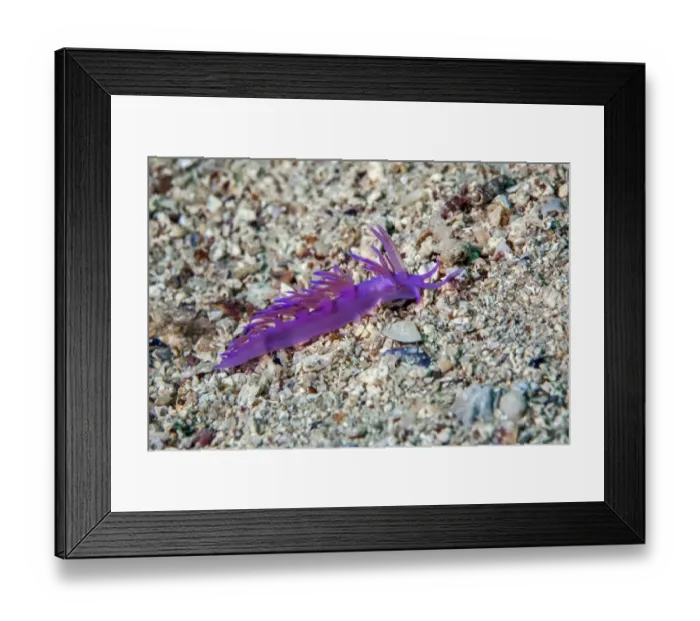 Framed Print : Violette sea slug -Flabellina affinis-, Mediterranean Sea, Croatia Framed Print : Violette sea slug -Flabellina affinis-, Mediterranean Sea, Croatia