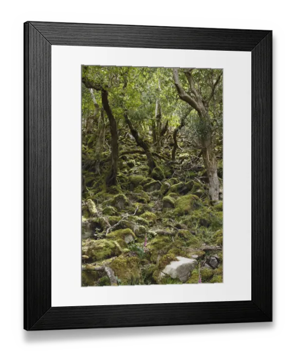 Framed Print : Deciduous forest in Glenveagh National Park, Derryveagh Mountains, County Donegal, Ireland, British Isles, Europe Framed Print : Deciduous forest in Glenveagh National Park, Derryveagh Mountains, County Donegal, Ireland, British Isles, Europe