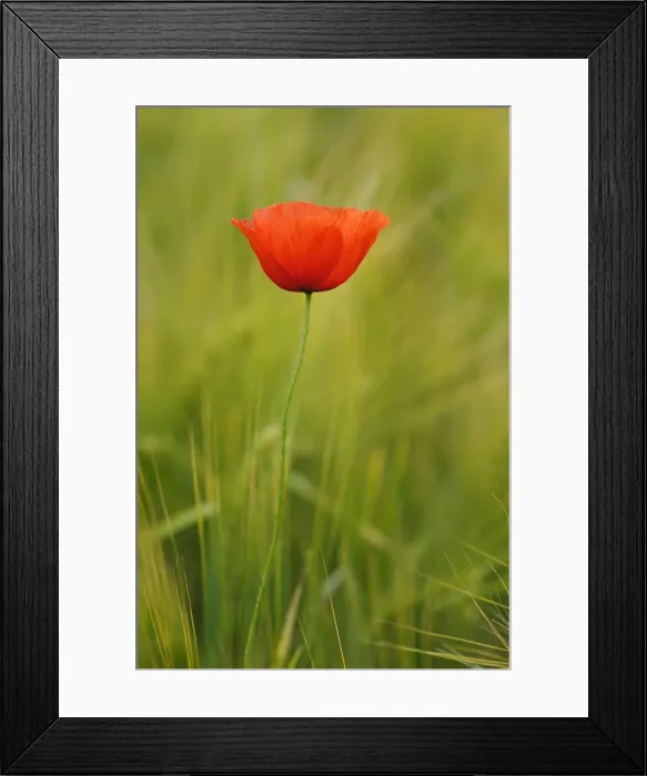 Framed Print : Poppy -Papaver- in a barley field Framed Print : Poppy -Papaver- in a barley field