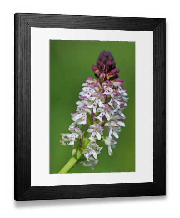 Framed Print : Burnt orchid -Orchis ustulata- Framed Print : Burnt orchid -Orchis ustulata-