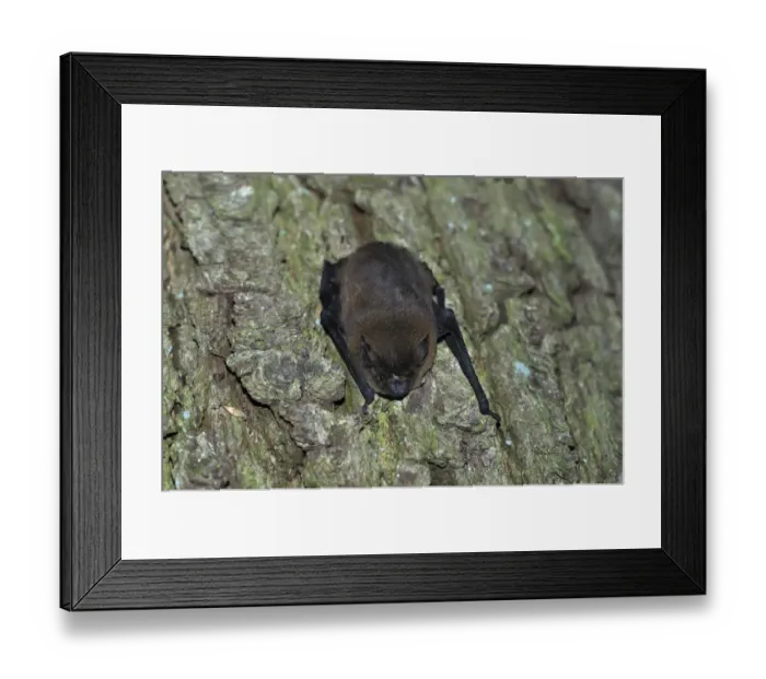 Framed Print : Common Pipistrelle -Pipistrellus pipistrellus-, hanging on a tree trunk, woods near Geesthacht, Schleswig-Holstein, Germany, Europe