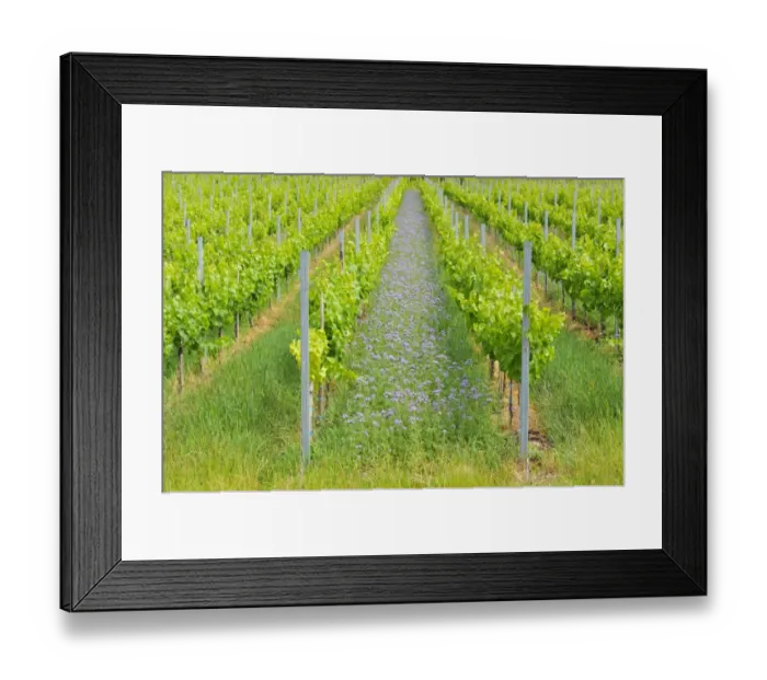 Framed Print : Lacy phacelia -Phacelia tanacetifolia-, planted as green manure or cover crop in a vineyard, Baden-Wuerttemberg, Germany, Europe Framed Print : Lacy phacelia -Phacelia tanacetifolia-, planted as green manure or cover crop in a vineyard, Baden-Wuerttemberg, Germany, Europe