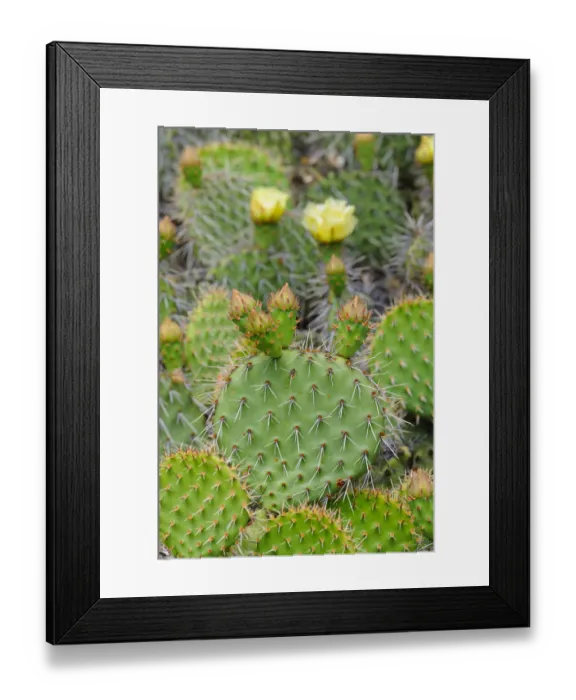 Framed Print : Indian fig opuntia, Barbary fig -Opuntia ficus-indica- Framed Print : Indian fig opuntia, Barbary fig -Opuntia ficus-indica-