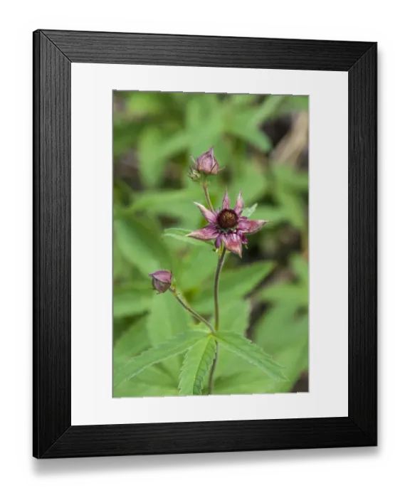 Framed Print : Purple Marshlocks or Swamp Cinquefoil -Potentilla palustris-, Thuringia, Germany Framed Print : Purple Marshlocks or Swamp Cinquefoil -Potentilla palustris-, Thuringia, Germany