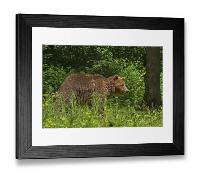 Framed Print : Brown bear -Ursus arctos- in the spring, captive, Tierpark Isselburg, Germany