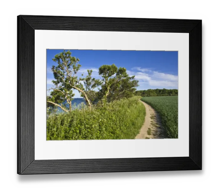 Framed Print : On the coastal cliffs of Staberhuk, Fehmarn Island, Baltic Sea, Schleswig-Holstein, Germany, Europe Framed Print : On the coastal cliffs of Staberhuk, Fehmarn Island, Baltic Sea, Schleswig-Holstein, Germany, Europe