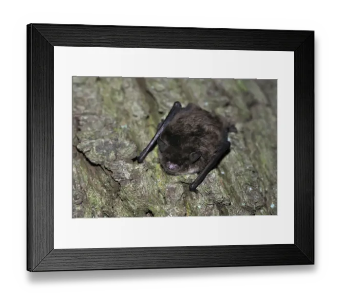 Framed Print : Daubentons Bat -Myotis daubentonii-, hanging on a tree trunk, woods near Geesthacht, Schleswig-Holstein, Germany, Europe Framed Print : Daubentons Bat -Myotis daubentonii-, hanging on a tree trunk, woods near Geesthacht, Schleswig-Holstein, Germany, Europe
