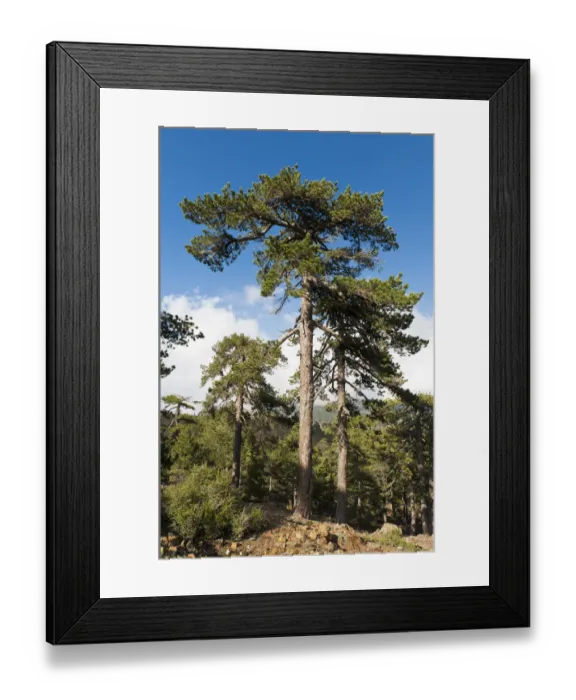 Framed Print : Mountain forest, European Black Pines or Taurian Pines -Pinus nigra ssp. Pallasiana-, Artemis hiking trail, Mount Olympos, Troodos-Gebirge, Republik Zypern, Cyprus Framed Print : Mountain forest, European Black Pines or Taurian Pines -Pinus nigra ssp. Pallasiana-, Artemis hiking trail, Mount Olympos, Troodos-Gebirge, Republik Zypern, Cyprus