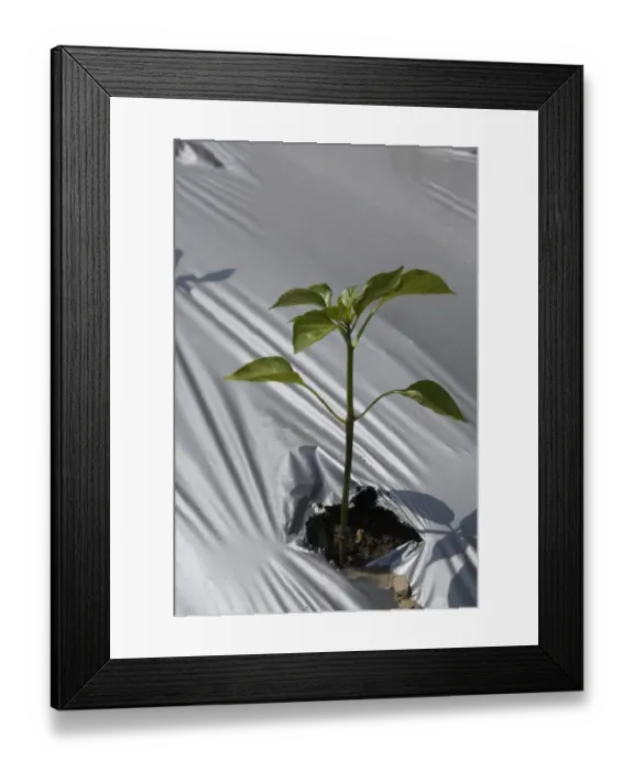 Framed Print : Young plant growing through the protective sheeting in an agricultural field at springtime, Quebec, Canada