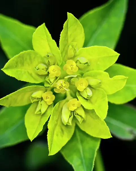 Cushion spurge -Euphorbia epithymoides-