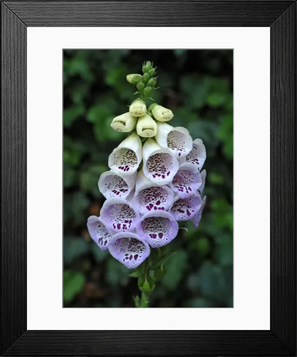 Framed Print : Foxglove -Digitalis purpurea-, flower Framed Print : Foxglove -Digitalis purpurea-, flower