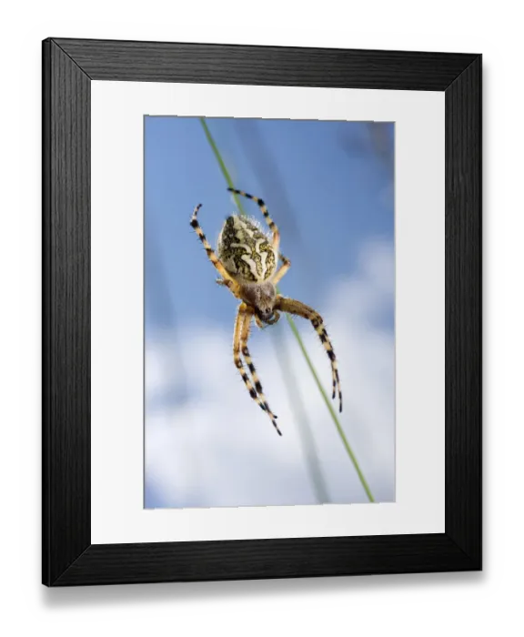 Framed Print : Oak spider -Aculepeira ceropegia-