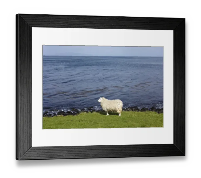 Framed Print : Sheep on the shore, Murlough Bay near Ballycastle, County Antrim, Northern Ireland, United Kingdom, PublicGround Framed Print : Sheep on the shore, Murlough Bay near Ballycastle, County Antrim, Northern Ireland, United Kingdom, PublicGround