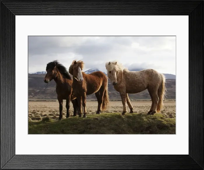 Framed Print : Icelandic horses, Bloendues, North Iceland, Iceland, Europe Framed Print : Icelandic horses, Bloendues, North Iceland, Iceland, Europe