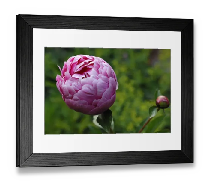 Framed Print : Peony -Paeonia officinalis-, emerging flower with bud Framed Print : Peony -Paeonia officinalis-, emerging flower with bud