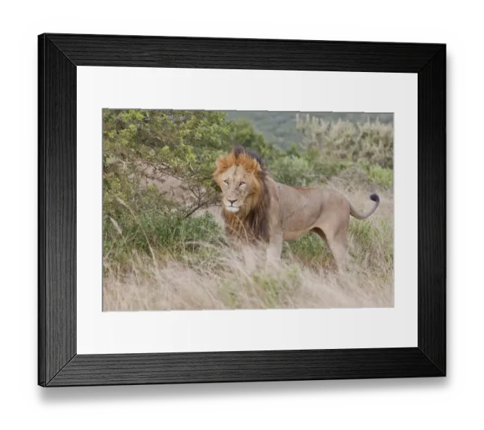 Framed Print : Male lion -Leo panthera- at the Addo Elephant Park, South Africa Framed Print : Male lion -Leo panthera- at the Addo Elephant Park, South Africa