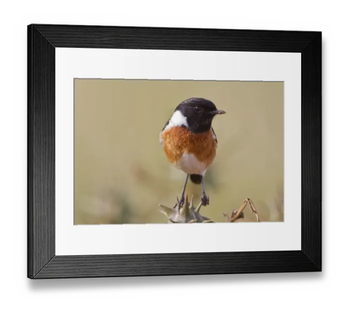Framed Print : Stonechat -Saxicola rubicola- at Addo Elephant Park, South Africa Framed Print : Stonechat -Saxicola rubicola- at Addo Elephant Park, South Africa