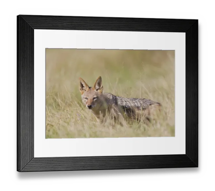 Framed Print : Black-backed jackal -Canis mesomelas- at Addo Elephant Park, South Africa