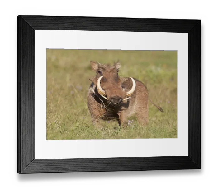 Framed Print : Warthog -Phacochoerus africanus- at Addo Elephant Park, South Africa Framed Print : Warthog -Phacochoerus africanus- at Addo Elephant Park, South Africa