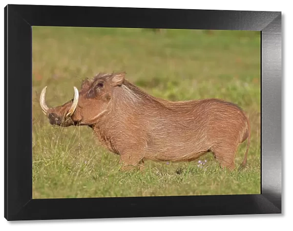 Warthog -Phacochoerus africanus- at Addo Elephant Park, South Africa