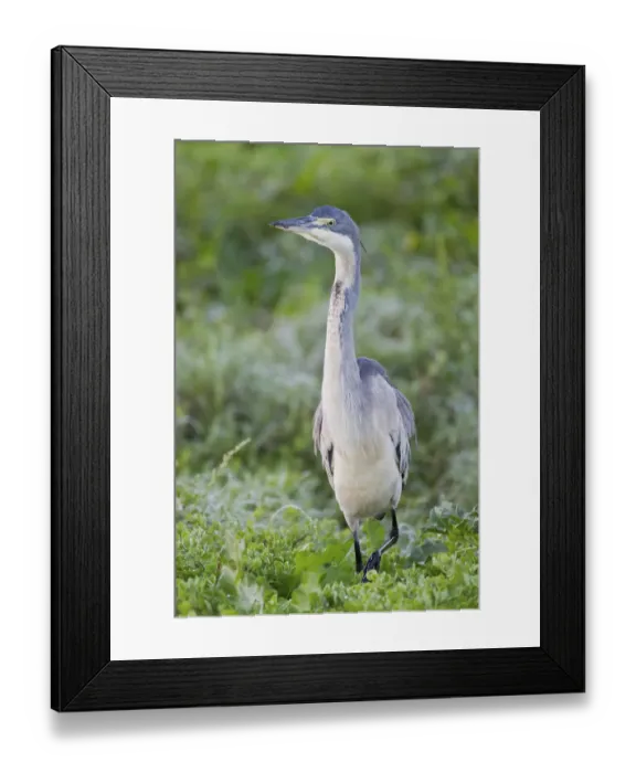Framed Print : Black-headed heron -Ardea melanocephala- at Addo Elephant Park, South Africa Framed Print : Black-headed heron -Ardea melanocephala- at Addo Elephant Park, South Africa